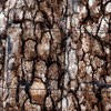 Tree Bark7071